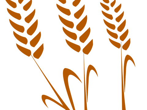 Gezielte Chromosomenveränderung im Weizen durch CRISPR/Cas am Leibniz-IPK