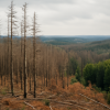 Europäische Wälder verlieren seit 2018 beispiellos Biomasse durch Klimawandelbedingte Störungen