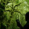 Neuer Epiphyten-Flächenindex zur verbesserten Erfassung von Waldökosystemen