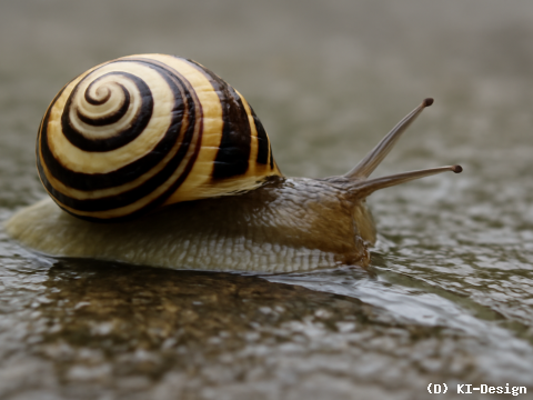 Chemische Anpassung von Schneckenschleim für vielfältige Funktionen