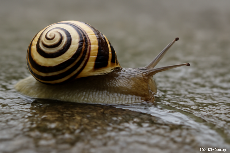 Chemische Anpassung von Schneckenschleim für vielfältige Funktionen