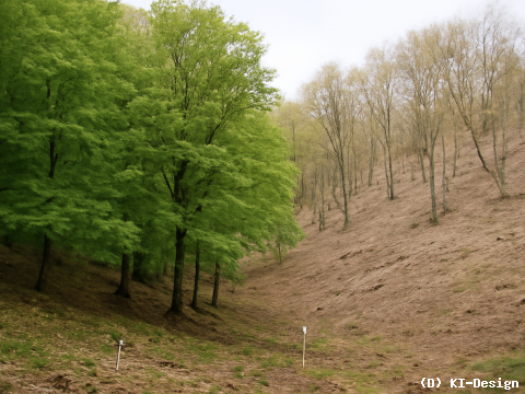 Einfluss der Bodenfeuchte auf die Vitalität von Buchen im Harz unter Trockenstressbedingungen