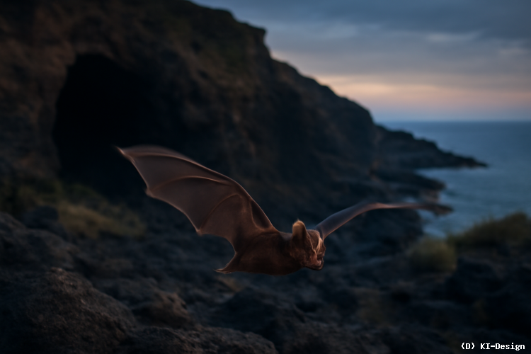 Entdeckung der Ägyptischen Schlitznasenfledermaus auf Pantelleria nach fast 200 Jahren