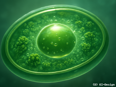 Effizienzsteigerung der CO2-Fixierung durch minimale Pyrenoide in Grünalgen