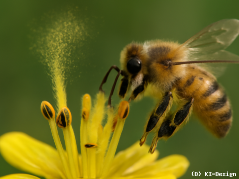 Effiziente Pollenfreisetzung durch schaufelförmige Poren bei Blütenpflanzen und ihre Bedeutung für den Naturschutz
