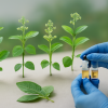 Klare Kriterien zur Definition von Chemotypen bei Pflanzenarten für Forschung und Anwendung
